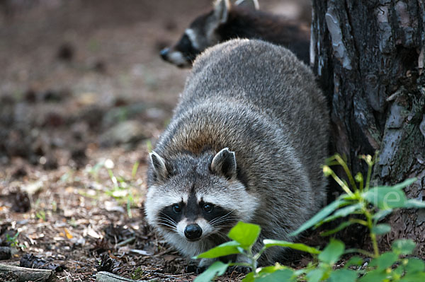 Waschbär (Procyon lotor)