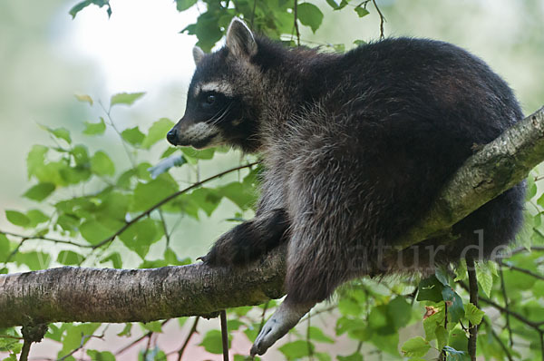 Waschbär (Procyon lotor)