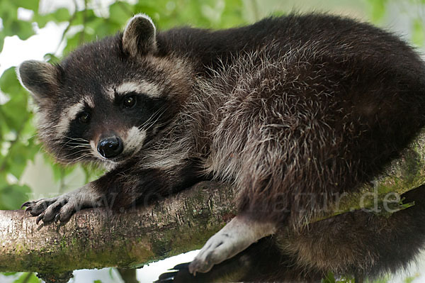 Waschbär (Procyon lotor)