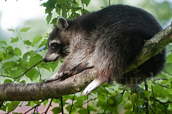 Waschbär (Procyon lotor)