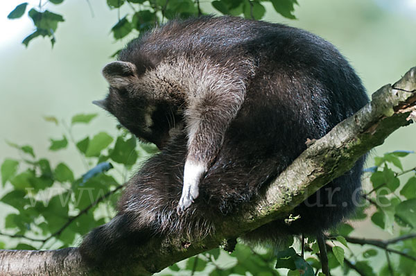 Waschbär (Procyon lotor)