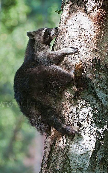 Waschbär (Procyon lotor)