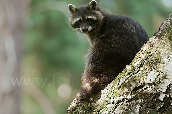 Waschbär (Procyon lotor)