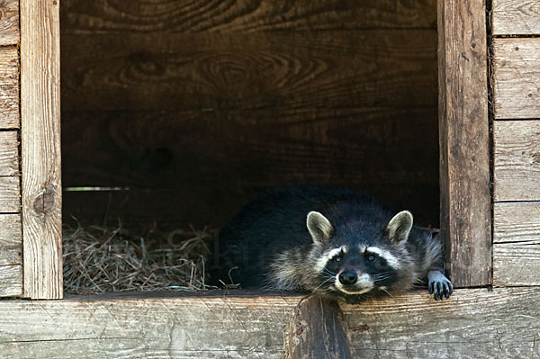 Waschbär (Procyon lotor)