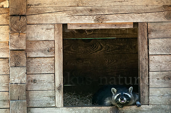 Waschbär (Procyon lotor)