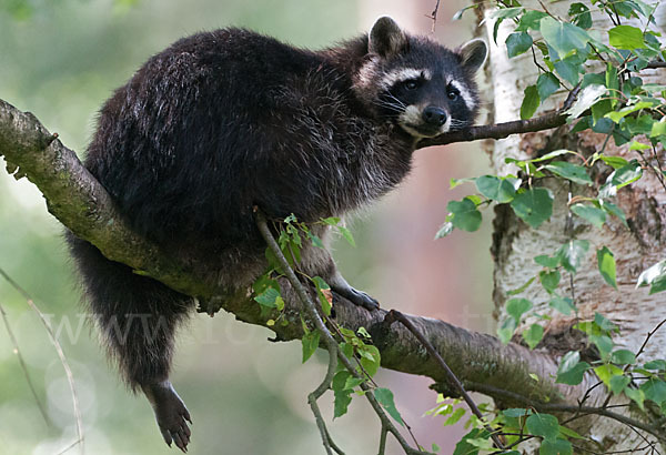 Waschbär (Procyon lotor)