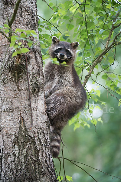 Waschbär (Procyon lotor)