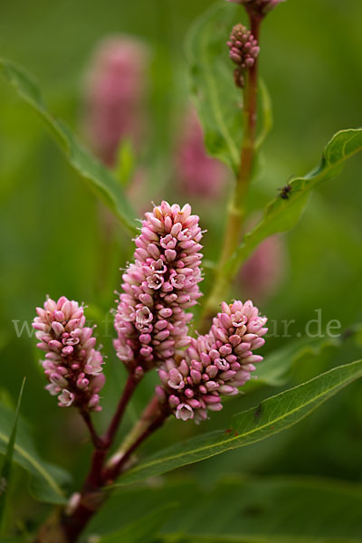 Wasser-Knöterich (Persicaria amphibia)