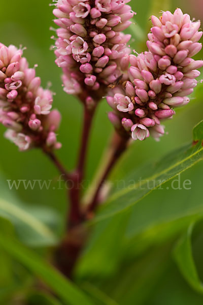 Wasser-Knöterich (Persicaria amphibia)