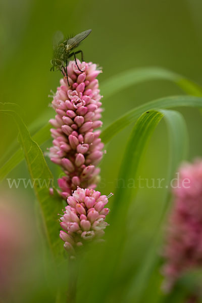 Wasser-Knöterich (Persicaria amphibia)