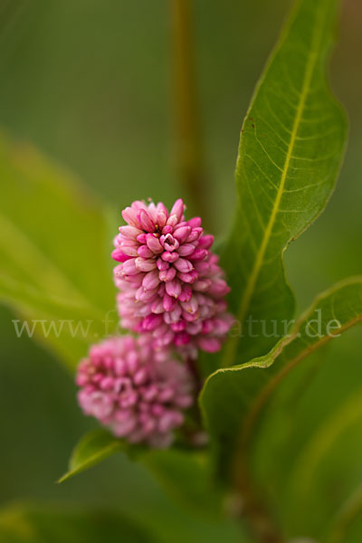 Wasser-Knöterich (Persicaria amphibia)