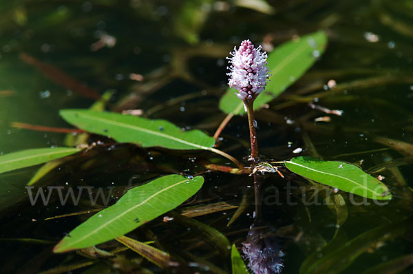 Wasser-Knöterich (Persicaria amphibia)