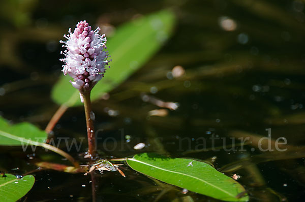 Wasser-Knöterich (Persicaria amphibia)