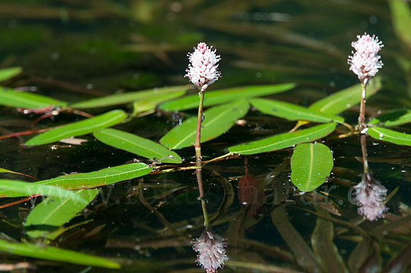 Wasser-Knöterich (Persicaria amphibia)