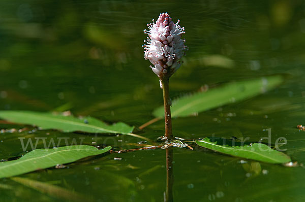 Wasser-Knöterich (Persicaria amphibia)