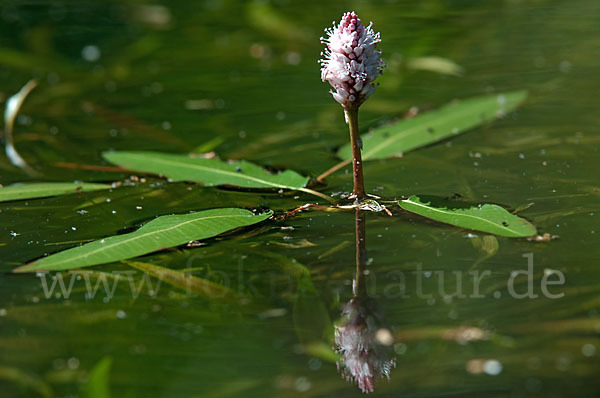 Wasser-Knöterich (Persicaria amphibia)