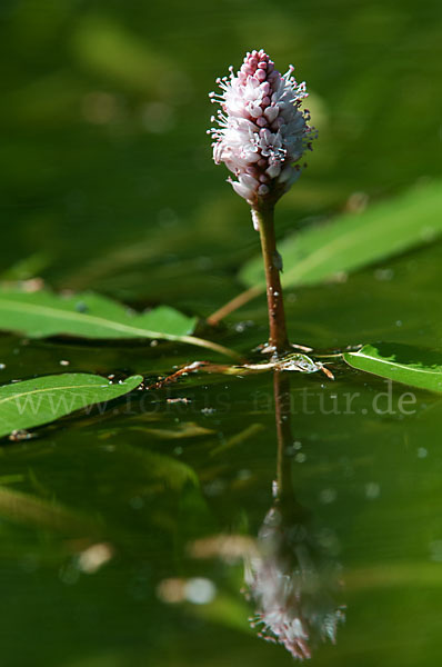 Wasser-Knöterich (Persicaria amphibia)