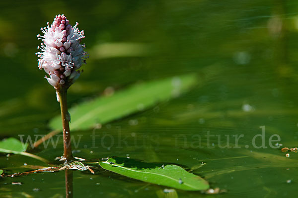 Wasser-Knöterich (Persicaria amphibia)