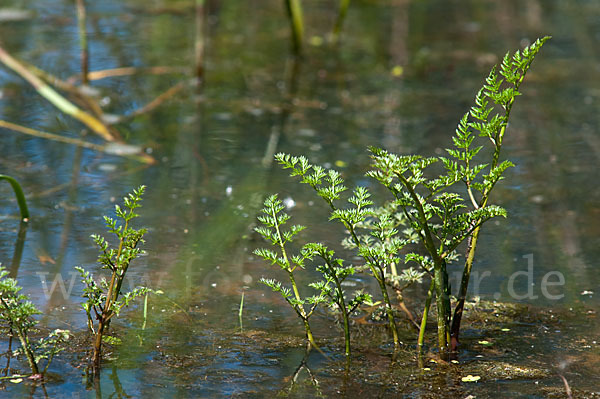 Wasser-Pferdesaat (Oenanthe aquatica)