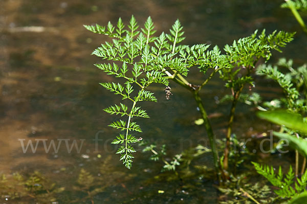 Wasser-Pferdesaat (Oenanthe aquatica)