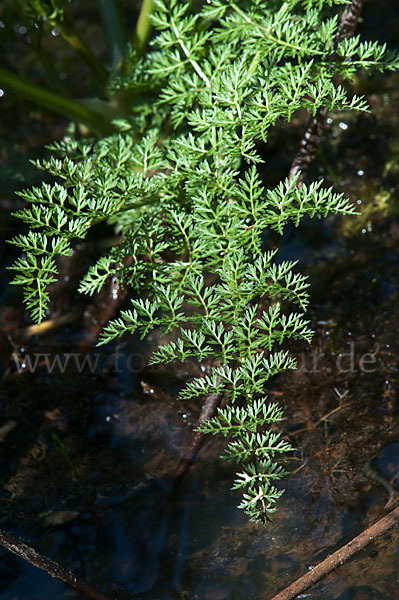 Wasser-Pferdesaat (Oenanthe aquatica)