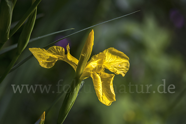 Wasser-Schwertlilie (Iris pseudacorus)