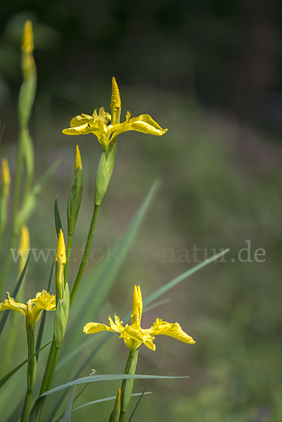 Wasser-Schwertlilie (Iris pseudacorus)