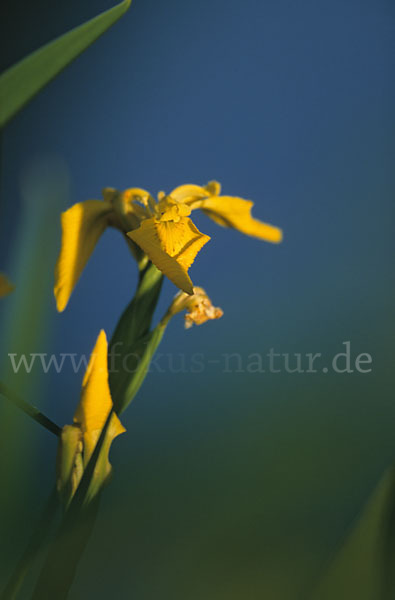 Wasser-Schwertlilie (Iris pseudacorus)