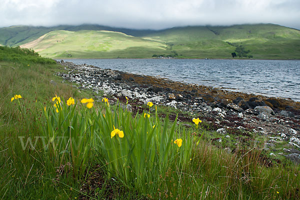 Wasser-Schwertlilie (Iris pseudacorus)