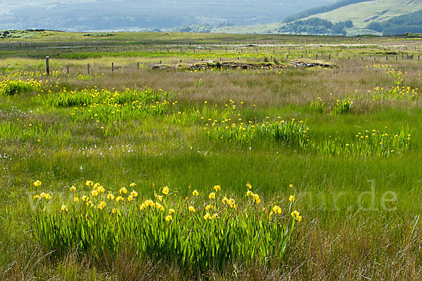 Wasser-Schwertlilie (Iris pseudacorus)