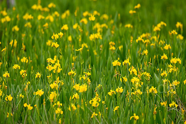 Wasser-Schwertlilie (Iris pseudacorus)