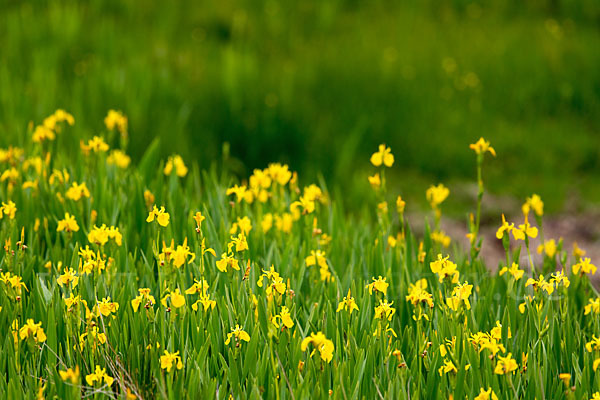 Wasser-Schwertlilie (Iris pseudacorus)