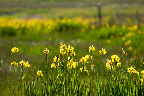 Wasser-Schwertlilie (Iris pseudacorus)