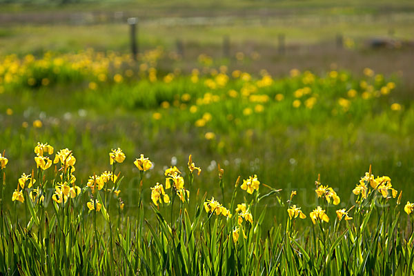 Wasser-Schwertlilie (Iris pseudacorus)