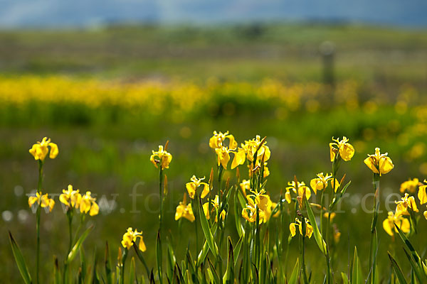 Wasser-Schwertlilie (Iris pseudacorus)