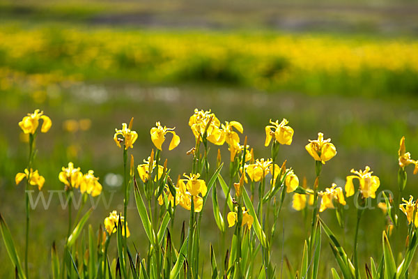 Wasser-Schwertlilie (Iris pseudacorus)