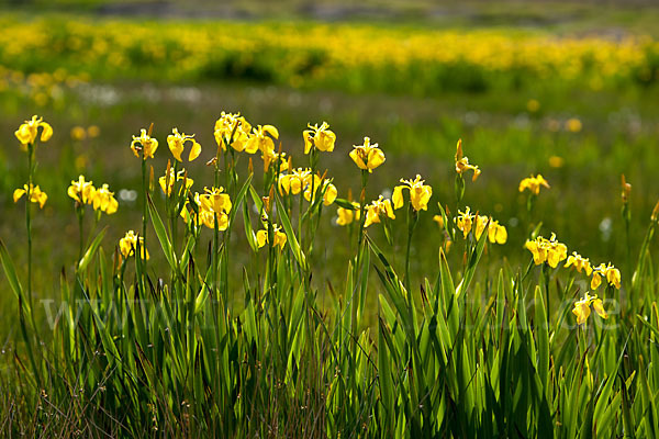 Wasser-Schwertlilie (Iris pseudacorus)