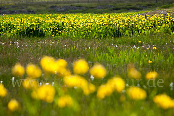 Wasser-Schwertlilie (Iris pseudacorus)