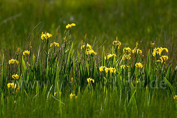 Wasser-Schwertlilie (Iris pseudacorus)