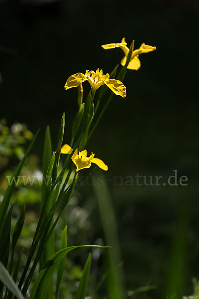 Wasser-Schwertlilie (Iris pseudacorus)