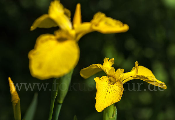 Wasser-Schwertlilie (Iris pseudacorus)