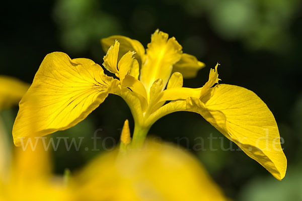 Wasser-Schwertlilie (Iris pseudacorus)