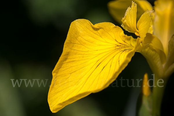 Wasser-Schwertlilie (Iris pseudacorus)