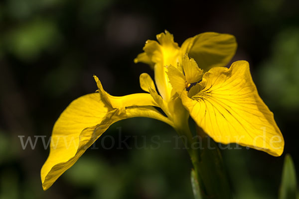 Wasser-Schwertlilie (Iris pseudacorus)