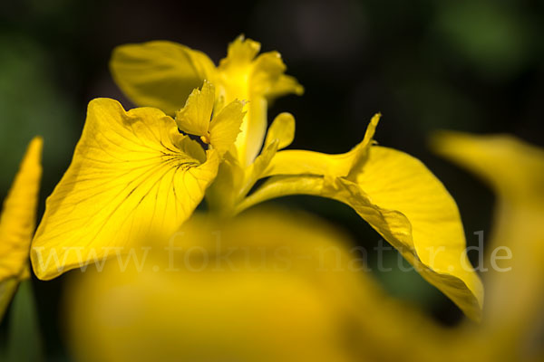 Wasser-Schwertlilie (Iris pseudacorus)