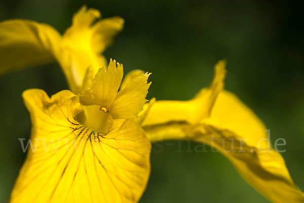 Wasser-Schwertlilie (Iris pseudacorus)