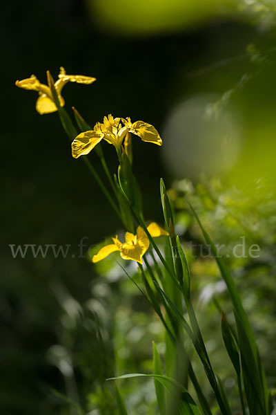 Wasser-Schwertlilie (Iris pseudacorus)