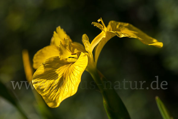 Wasser-Schwertlilie (Iris pseudacorus)