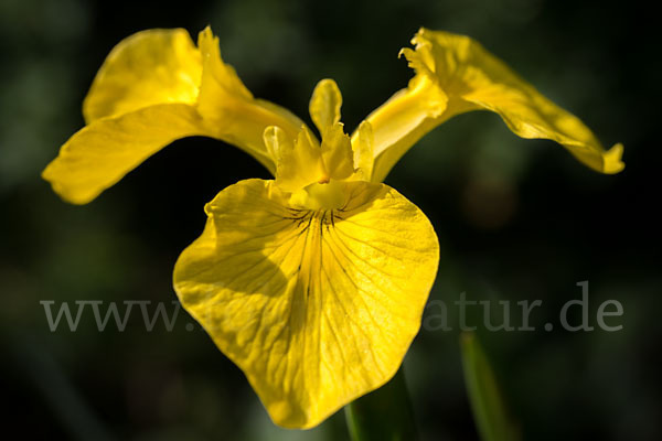 Wasser-Schwertlilie (Iris pseudacorus)