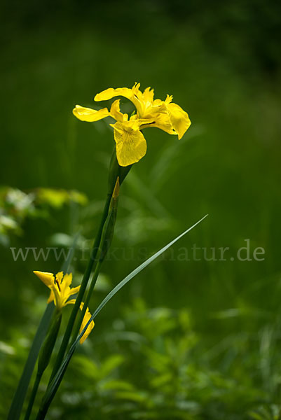 Wasser-Schwertlilie (Iris pseudacorus)